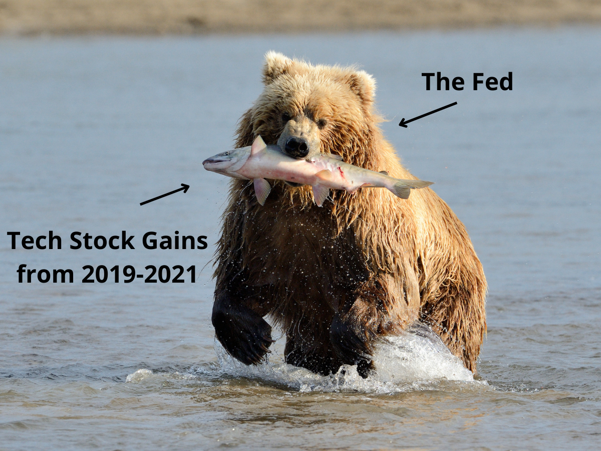 Bear (The Fed) bathing a fish (tech stocks)